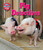 Pig Detectives by Jenny Fretland VanVoorst, 9781617728990