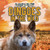Dingoes in the Wild by Natalie Humphrey, 9781538279618
