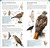 AMNH Pocket Birds of North America Eastern Region by DK, 9780744074130