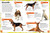 My Book of Dogs and Puppies (A Fact-Filled Guide to Your Canine Friends) by DK, 9780744073942