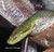 Why Do Some Animals Shed Their Skin? by Patricia J. Murphy, 9780823962372