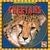 Cheetahs - 9780836882186 by Kathleen Pohl, 9780836882186