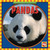 Pandas - 9780836882278 by Kathleen Pohl, 9780836882278