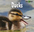 Ducks - 9781404237711 by Alice Twine