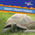 Nature's Slowest Animals by Frankie Stout, 9781404241602