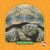 Why Animals Live in Shells by Valerie J. Weber, 9780836887976