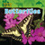 Butterflies - 9780836890945 by Edward S. Barnard, 9780836890945