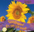 It's a Sunflower! / ¡Es un girasol! by Elisa Peters, 9781435825239