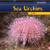 Sea Urchins - 9781435831735 by Tori Miller, 9781435831735