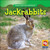 Jackrabbits - 9781433921940 by JoAnn Early Macken, 9781433921940