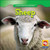 Sheep - 9781433924002 by JoAnn Early Macken, 9781433924002