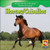 Horses / Los caballos - 9781433924309 by JoAnn Early Macken, 9781433924309