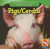 Pigs / Los cerdos - 9781433924750 by JoAnn Early Macken, 9781433924750