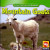 Mountain Goats - 9781433924972 by JoAnn Early Macken, 9781433924972