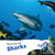 Swimming with Sharks - 9781435832398 by Miriam Coleman, 9781435832398