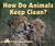 How Do Animals Keep Clean? by Faith Hickman Brynie, 9780766033306