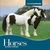 Horses - 9780761439745 by Steven Otfinoski, 9780761439745