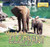 Meet the Elephant by Susanna Keller, 9781435893122