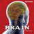 Brain - 9781435893689 by Shannon Caster, 9781435893689