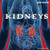 Kidneys - 9781435893726 by Shannon Caster