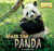 Meet the Panda - 9781435897267 by Susanna Keller, 9781435897267