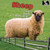 Sheep - 9781448806904 by Lorijo Metz, 9781448806904