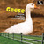 Geese - 9781448806928 by Lorijo Metz, 9781448806928