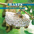 Wasps by Lynn George, 9781448806935