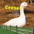 Geese - 9781448813452 by Lorijo Metz, 9781448813452