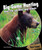 Big-Game Hunting - 9781448813711 by Sloan MacRae, 9781448813711