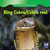 King Cobra / Cobra real by Cede Jones, 9781433945571