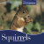 Squirrels - 9780761448433 by Steven Otfinoski, 9780761448433