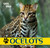 Ocelots by Henry Randall, 9781448825196