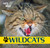 Wildcats by Henry Randall, 9781448825219