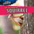 Your Neighbor the Squirrel - 9781615333837 by Greg Roza