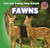 Fawns - 9781433955426 by Katie Kawa, 9781433955426
