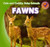 Fawns - 9781433955440 by Katie Kawa