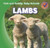 Lambs - 9781433955471 by Katie Kawa