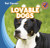 Lovable Dogs by Katie Kawa, 9781433955914