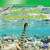 Banded Sea Snake / Serpiente marina rayada (Bilingual Edition) by Juliet Figorito, 9781433956256
