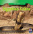 Egyptian Cobra by Jessica O'Donnell, 9781433956430