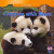 Compare with Bears - 9781433956607 by Kate Mineo, 9781433956607