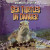 Sea Turtles in Danger - 9781433958045 by Michael Portman, 9781433958045