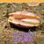 Discovering Clams by Lorijo Metz, 9781448849949