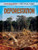 Deforestation - 9781448869961 by Richard Spilsbury, 9781448869961