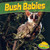 Bush Babies by Willow Clark, 9781448861880