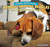 Bedbug-Sniffing Beagles and Other Scent Hounds - 9781448862641 by Rosie Albright, 9781448862641