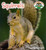 Squirrels - 9781608702480 by Trudi Strain Trueit