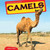 Camels - 9781448874163 by Willow Clark, 9781448874163