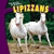 Lipizzans by Lorijo Metz, 9781448874286